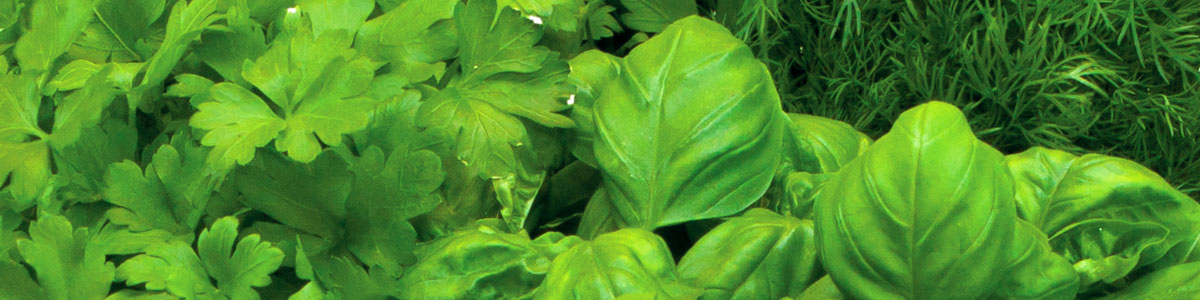 Close up of a variety of herbs: dill, basil, cilantro