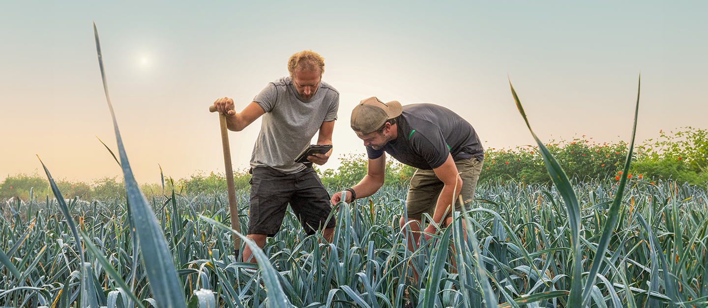 Leek demo field Vitalis Organic Seeds