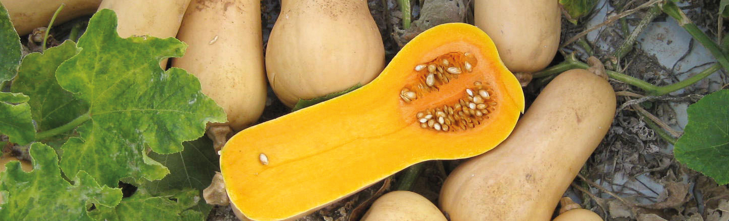 Butternut in environment