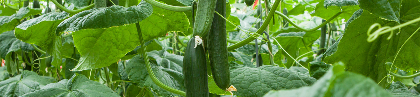 Cucumber in environment