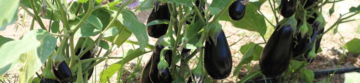 Flower of an eggplant, close-up