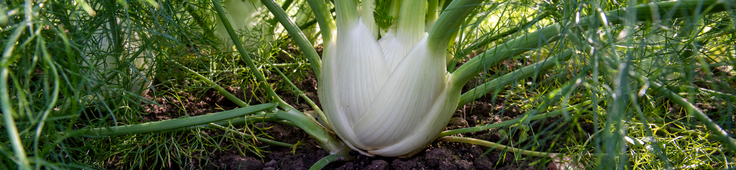 Close up of a fennel