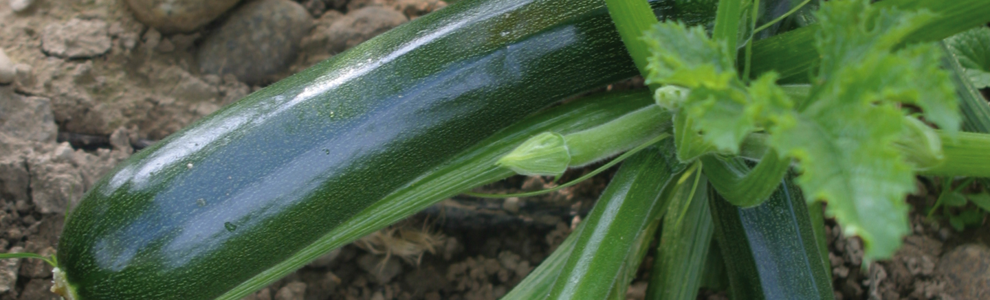 Squash in environment