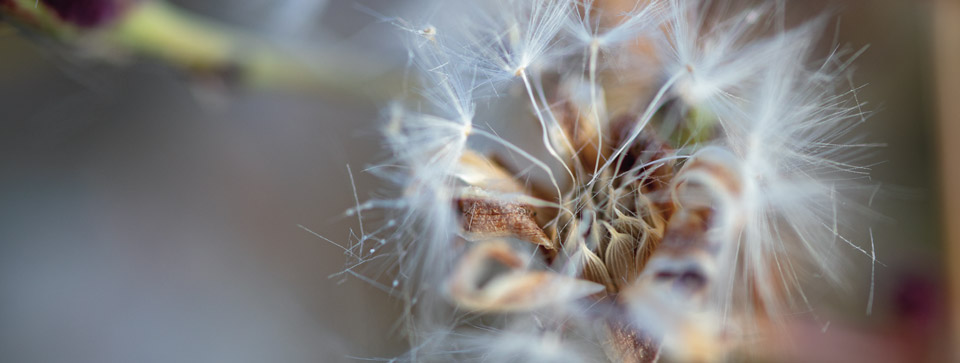 Seeds in flower of lettuce, macro photographed