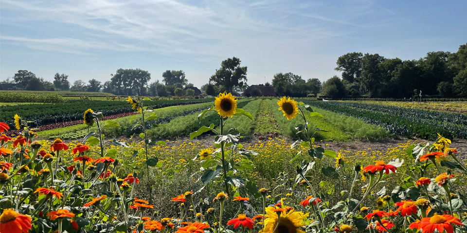 Strip cultivation field, with flowery border at the foreground