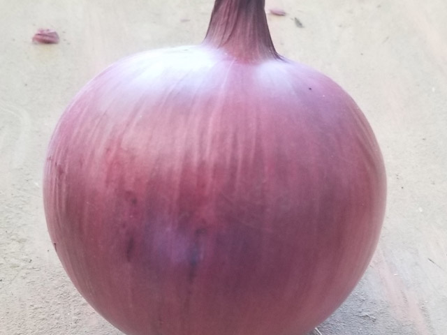 Red onion Tannat